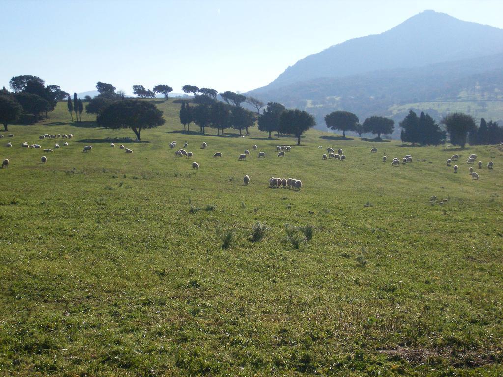 Agriturismo Usurtala Orani Exterior foto